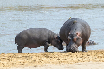 Hippopotamus (Hippopotamus amphibius) mother and baby, Mara river, Serengeti National Park, Tanzania.