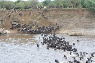 Blue Wildebeest (Connochaetes taurinus) herd crossing the Mara River during the great migration,...