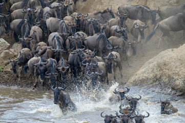 Blue Wildebeest (Connochaetes taurinus) herd crossing the Mara River during the great migration, Serengeti National Park, Tanzania.