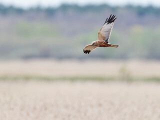 Hen Harrier (Circus cyaneus)  flying over reed bad , Wings spread , loking down , hunting