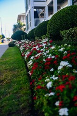 Street surrounded by growing red and white flowers