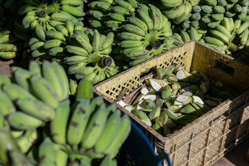Selective focus green bananas being loaded onto trucks. Many bananas from the orchards are sent to merchants who buy bananas for the fruit market. Sometimes bananas are sent as food to elephant farms.