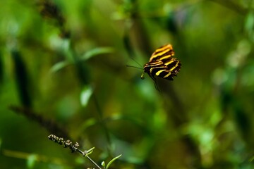 Zebra Longwing butterfly perching on flower isolated in blurred background