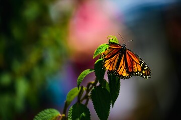 Injured Monarch butterfly perching on flower isolated in blurred background