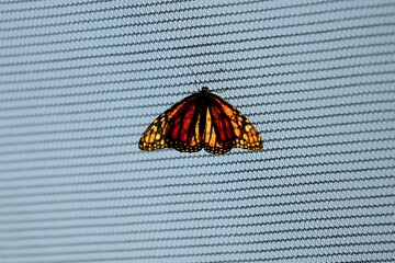 Backlit Monarch  butterfly perching on metal chain