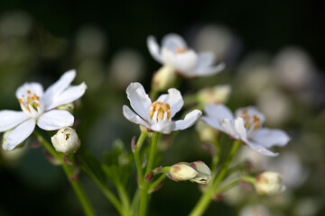 Closeup of flowers of Choisya ternata in a garden in Spring