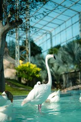 Vertical shot of a white flamingo in a pond in the zoo.