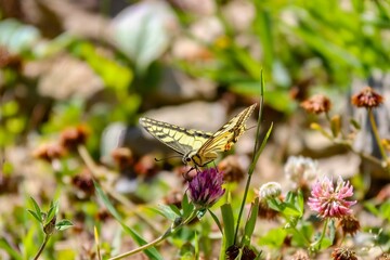 Closeup of an old world swallowtail on a wildflower in a field under the sunlight