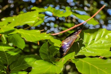 Closeup of a great purple emperor butterfly on green leaves in a field under the sunlight