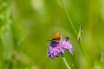 Closeup of a small skipper butterfly and a bee on a purple wildflower under the sunlight