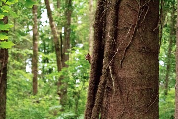 Red squirrel climbing a tree in a forest