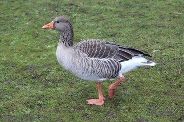 Close-up shot of a goose on the grass