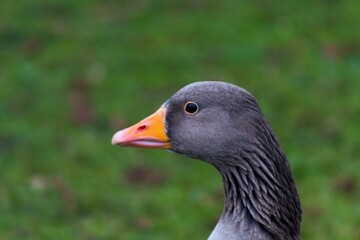 Closeup of a goose head