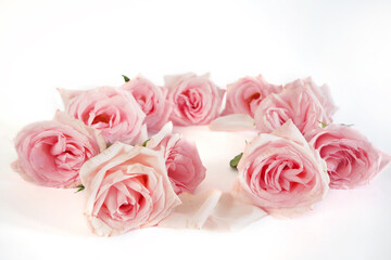 Beautiful pink roses circle on white background, amazing roses, birthday, wedding, Valentine's Day, Mother's Day concept