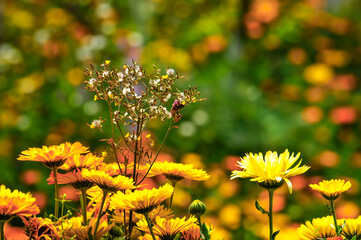 colorful chrysanthemum in spring