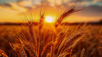 wheat growing in a field with the sun setting in the background