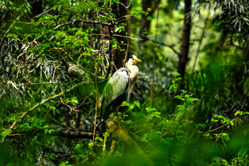 white egret on branch