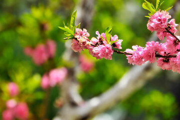 pink and white flowers in spring