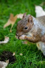 Vertical closeup shot of an Eastern grey squirrel eating nuts on grass.