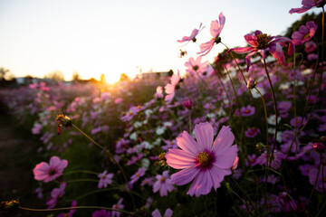 Selective focus purple-pink cosmos flowers in a flower garden on a sunset evening It feels lonely...