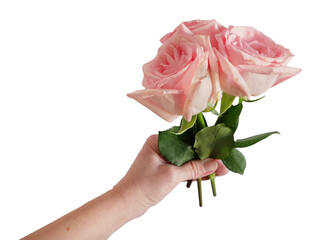 Hand holding beautiful pink roses  bouquet isolated on white background