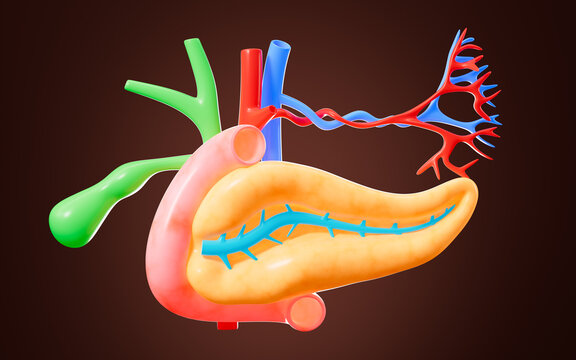 Human pancreas, gall bladder organ model, 3d rendering.