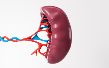 Human blood vessel and splenic organ model, 3d rendering.