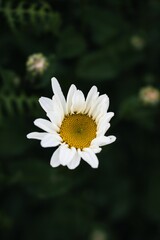 Vertical shot of a common daisy found in the wilderness