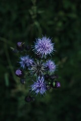 Obraz premium Vertical shot of a Thistle that is found in the wilderness
