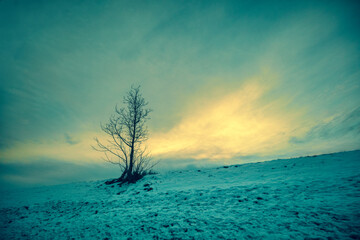 Lonely bare tree on a snowy mountainside during sunset - obrazy, fototapety, plakaty