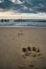 Dog footprint on the sandy beach at sunset, Isle of Wight, England