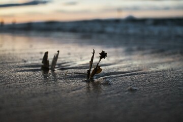 Twigs and leaves on the sandy shore at sunset, Isle of Wight, England