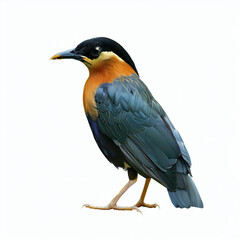 Fototapeta premium Beautiful colored bird with white background. with Generative AI technology 
