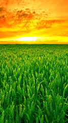 Orange, sky and wheat on landscape for farming, nature and field with agriculture, sustainability for growth and environment. Meadow, land in Switzerland and ecosystem with biodiversity and sunset