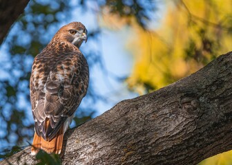 Selective focus of a hawk looking back