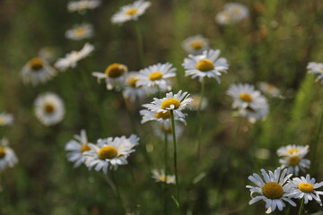 Fototapeta premium White daisy flowers in the meadow. Spring nature scene with blooming white daisies in sun glare.