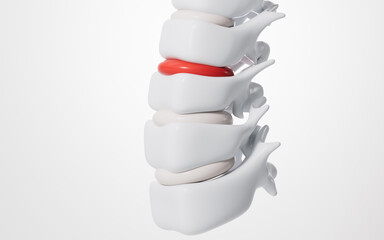 Human spine model, specification for human vertebrae model, 3d rendering.