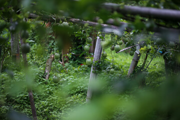 selective focus green passion fruit wrapped on a tree In the green passion fruit garden