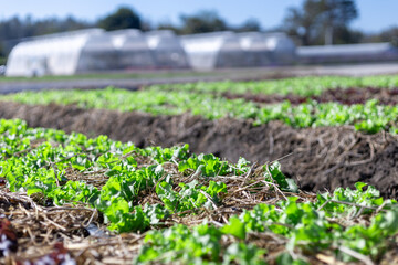 Selective focus Many light green lettuces are growing quickly in the fields because of organic farming by farmers.