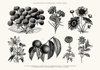 Vintage Flower and Plant Line Art Illustrations - Carnations, Dahlia, Coreaoposis Aurea, Coreopsis Aristosa, Tagetes Erecta, Double Cineraria, Diospyros Kaki