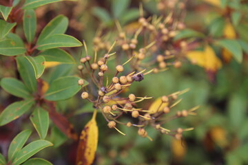 Closeup shot of a common barberry on the blurry background