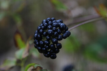 Closeup shot of an evergreen blackberry on the blurry background