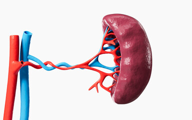 Human blood vessel and splenic organ model, 3d rendering. - obrazy, fototapety, plakaty