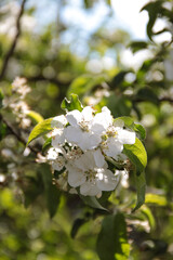 apple tree blossom