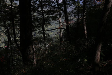 Obraz premium Low-angle view of a beautiful forest on a sunny day