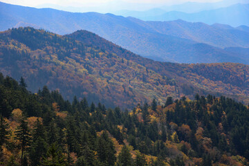 Aerial view of a beautiful forest near the mountains