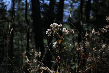 Closeup of white weeds in a dense forest
