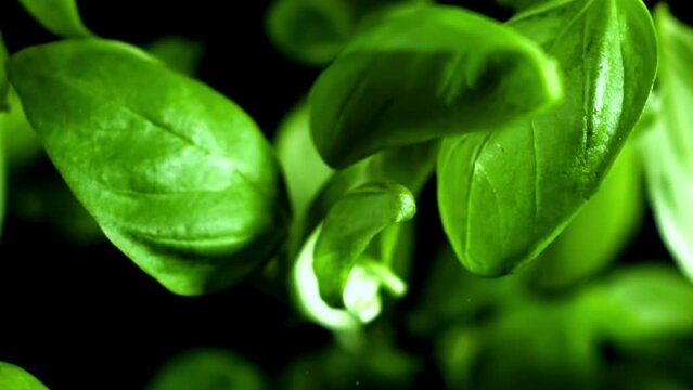 Super slow motion Basil leaves . High quality FullHD footage