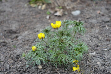 Bud and yellow flowers of Adonis vernalis in mid April - obrazy, fototapety, plakaty