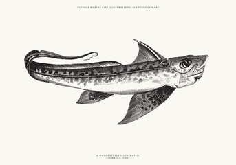 Isolated Line Art Illustration of a Chimaera Fish